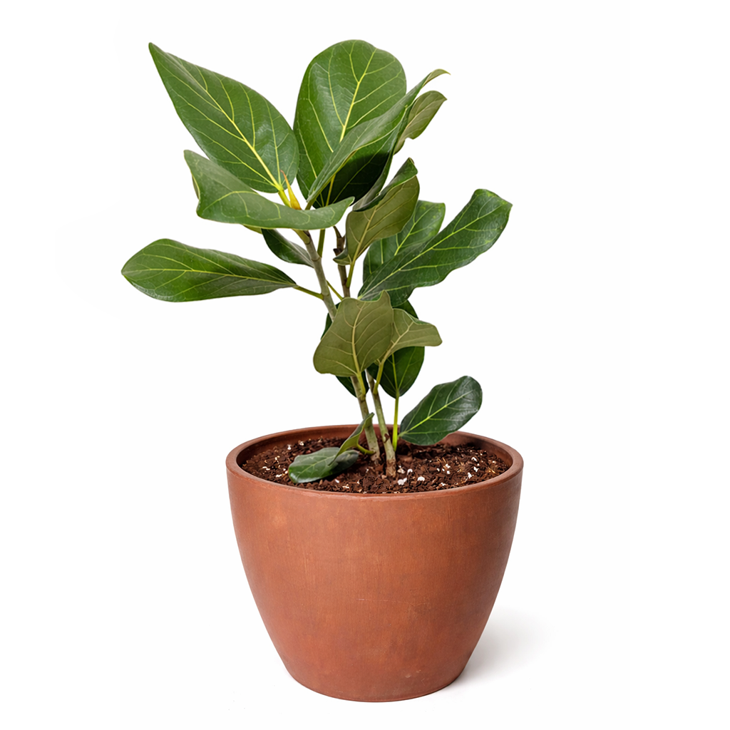 4 inch Ficus 'Audrey' in white ceramic decorative pot, easy to grow indoor plants, Ficus 'Audrey' for sale