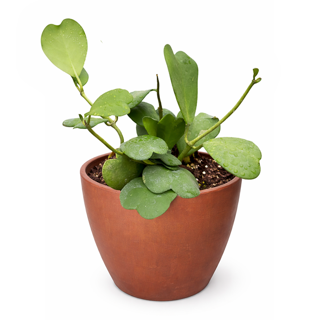 Hoya Heart care guide, Hoya Heart for sale, Hoya heart near me, Hoya Kerrii, Hoya Kerrii Heart, Sweetheart Hoya, Valentine plants, Heart-shaped plants, types of houseplants, low light houseplants, easy to grow houseplants