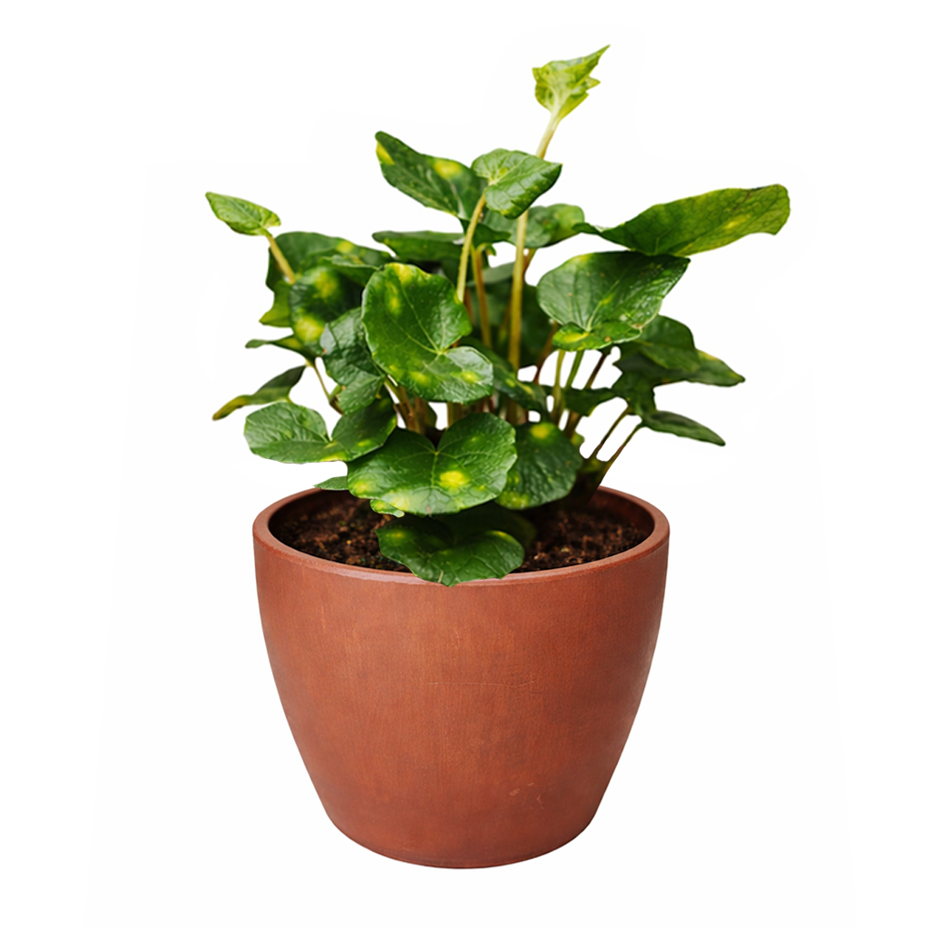 Farfugium japonicum ‘Firefly’ Leopard Plant with Spotted Foliage 6in Grower Pot, Indoor Leopard Plant Live for Gifting