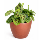 Maranta Green Prayer Plant, Rabbit Tracks for sale online, Easy to grow houseplants, Types of Colorful Foliage Plants, indoor houseplant, colorful foliage houseplant