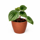 houseplant for sale, easy to care houseplant for home and office decoration, Peperomia Watermelon for sale