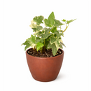 Gracier English Ivy, Hedera helix Glacier, evergreen trailing plant for ground and wall covering, variegated, fast-growing and easy care plant for hanging baskets, best air-purifying plant for indoor spaces