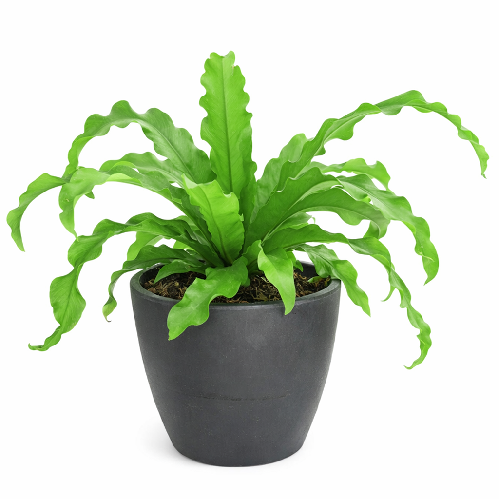 bird's nest fern light, bird's nest fern plant, bird's nest fern types, bird's nest fern outdoors, bird's nest fern for sale, care for bird's nest fern