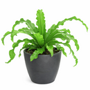 plants for low light rooms, most popular air-purifying houeplants for home and office, how to care for Birdnest Fern