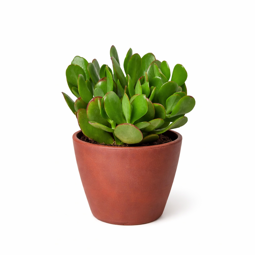 Crassula Ovata Obliqua Jade Plant in black plastic pot, Crassula Ovata Obliqua Jade Plant for sale, buy Crassula Ovata Obliqua Jade Plant online