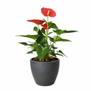 Anthurium Pink, Anthurium Flowers, Flowering Houseplants, Colorful Flowering Houseplants, Indoor Houseplants, Air Purifying Houseplant, Best Plants for Beginners, Easy Care Houseplant, Anthurium Plant Care Guide