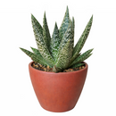 Gasteria Flow Aloe for sale, Rare succulents, succulent care tips, Succulents shop near me, succulent plant, monthly succulents, indoor succulents, succulent subscription, succulents store in CA, Gasteria Flow Aloe in California, How to grow Gasteria Flow Aloe, Lace Aloe