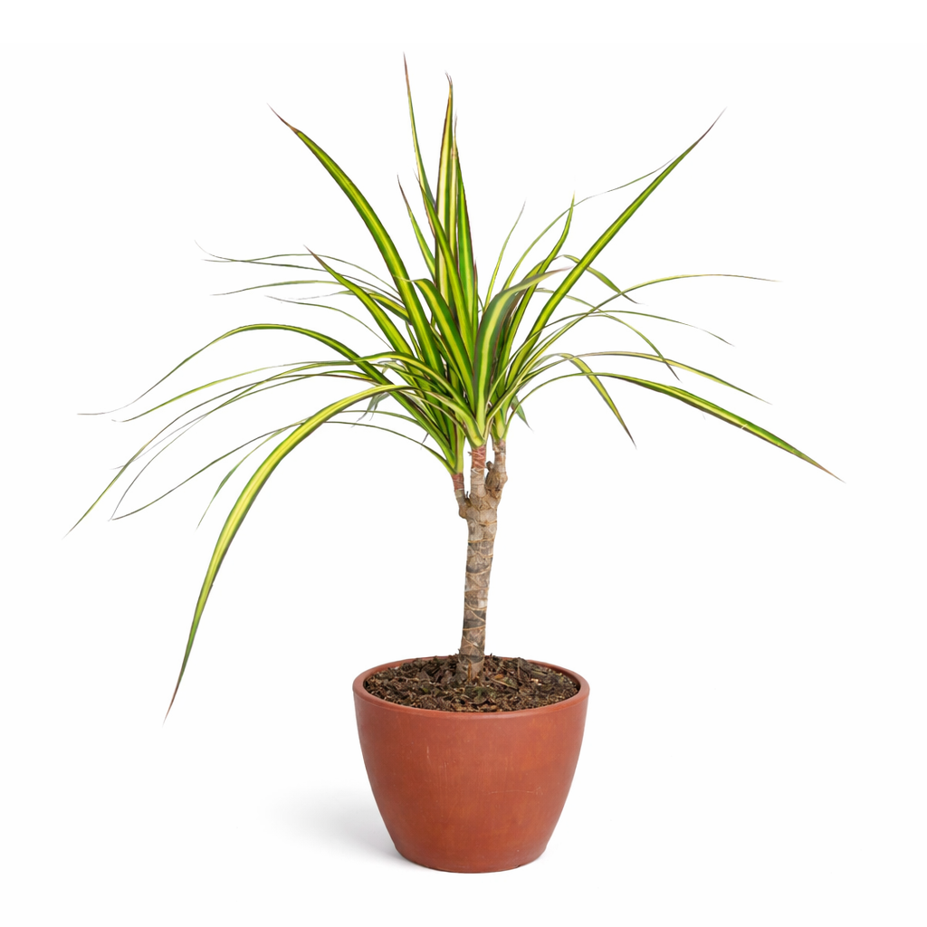 Dracaena Kiwi houseplant in decorative clay pot, houseplant decor ideas, best place to buy outdoor plants online
