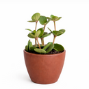  Peperomia Hope care guide, medium-light houseplant, houseplant for hanging baskets, light and watering requirement for Peperomia Hope