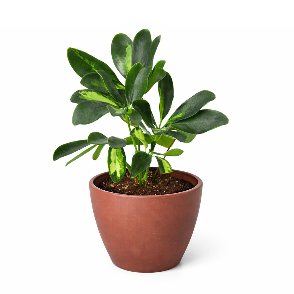 Variegated Schefflera Arboricola Dwarf Umbrella Tree Live Plant, Easy Care Indoor Tropical Plant, Air purifying variegated plants