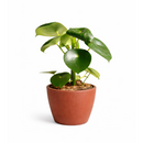 Raindrop-shaped leaves Plant in a 6 inch pot, Houseplants as home decor gifts, Gifts for plant lovers, Buy Peperomia polybotrya Raindrop online