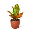 Croton Petra, variegated Croton, Codiaeum variegatum 'Petra', Petra Croton, Croton Petra care, Croton petra near me, variegated croton care, Petra croton care