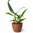 Pothos Silver Streak Long-Leaf Trailing Tropical Houseplant decorative ceramic pot, Rare Silver-Veined Plant 4 inch pot for sale online, Best climbing plants for moss poles