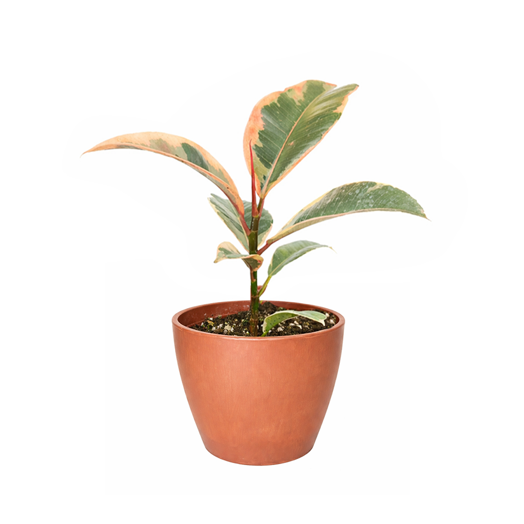 Ficus Elastica Ruby Pink Rubber Tree Delivery, Easy to care houseplant for beginner, Best Feng Shui Plants for your home office, how to care for ficus houseplant, colorful indoor houseplant for sale