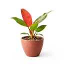 Philodendron Sun Red with Vibrant Red to Burgundy Foliage in 4 inch decorative pot, Self-heading philodendron varieties, Air purifying houseplant for home decoration