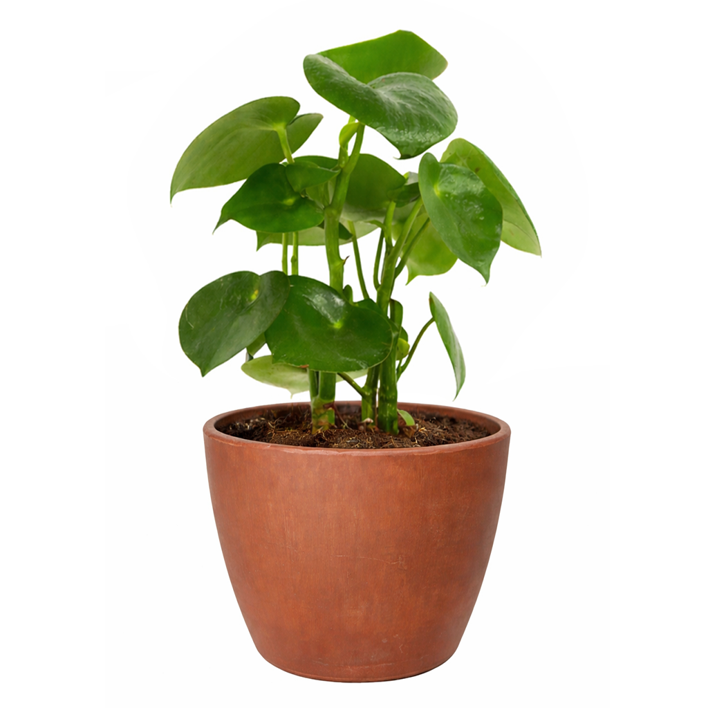 Raindrop-shaped leaves Plant in a 6 inch pot, Houseplants as home decor gifts, Gifts for plant lovers, Buy Peperomia polybotrya Raindrop online