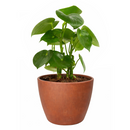 Raindrop-shaped leaves Plant in a 6 inch pot, Houseplants as home decor gifts, Gifts for plant lovers, Buy Peperomia polybotrya Raindrop online