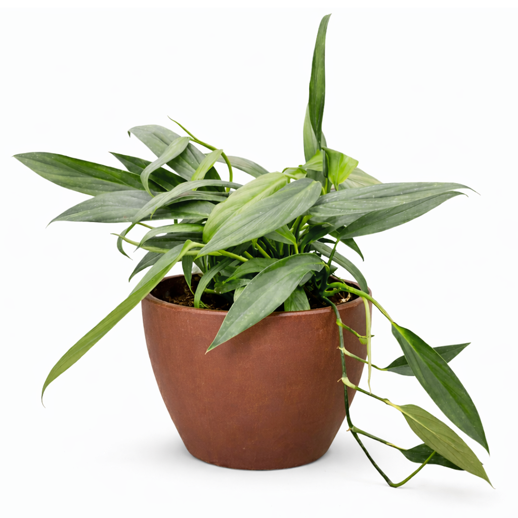 Pothos Silver Streak Long-Leaf Trailing Tropical Houseplant decorative ceramic pot, Rare Silver-Veined Plant 4 inch pot for sale online, Best climbing plants for moss poles