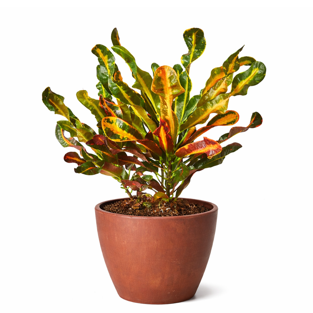 Croton 'Mammy'