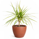 Dracaena Kiwi houseplant in decorative clay pot, houseplant decor ideas, best place to buy outdoor plants online
