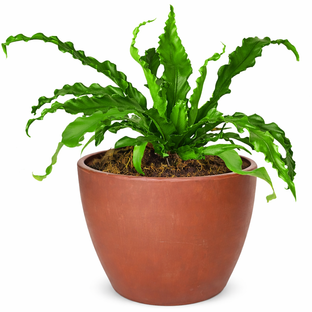 bird's nest fern light, bird's nest fern plant, bird's nest fern types, bird's nest fern outdoors, bird's nest fern for sale, care for bird's nest fern