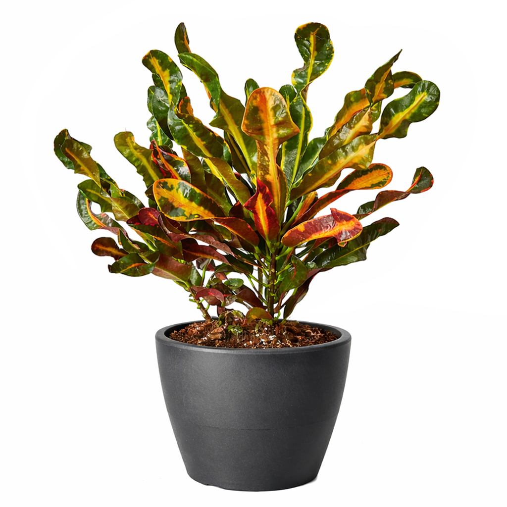 Croton 'Mammy'