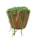 String Of Pearls Senecio Rowleyanus, holiday decoration, gifts for plant lovers 2025, xmas gift ideas, buy succulents online