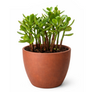 Crassula Ovata Obliqua Jade Plant in black plastic pot, Crassula Ovata Obliqua Jade Plant for sale, buy Crassula Ovata Obliqua Jade Plant online