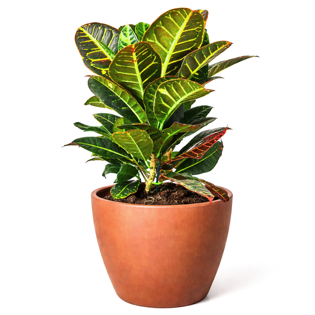 Croton Petra, variegated Croton, Codiaeum variegatum 'Petra', Petra Croton, Croton Petra care, Croton petra near me, variegated croton care, Petra croton care
