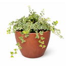 Gracier English Ivy, Hedera helix Glacier, evergreen trailing plant for ground and wall covering, variegated, fast-growing and easy care plant for hanging baskets, best air-purifying plant for indoor spaces