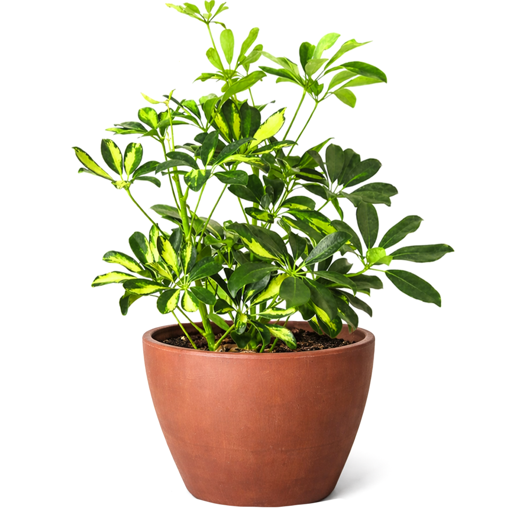 Variegated Schefflera Arboricola Dwarf Umbrella Tree Live Plant, Easy Care Indoor Tropical Plant, Air purifying variegated plants