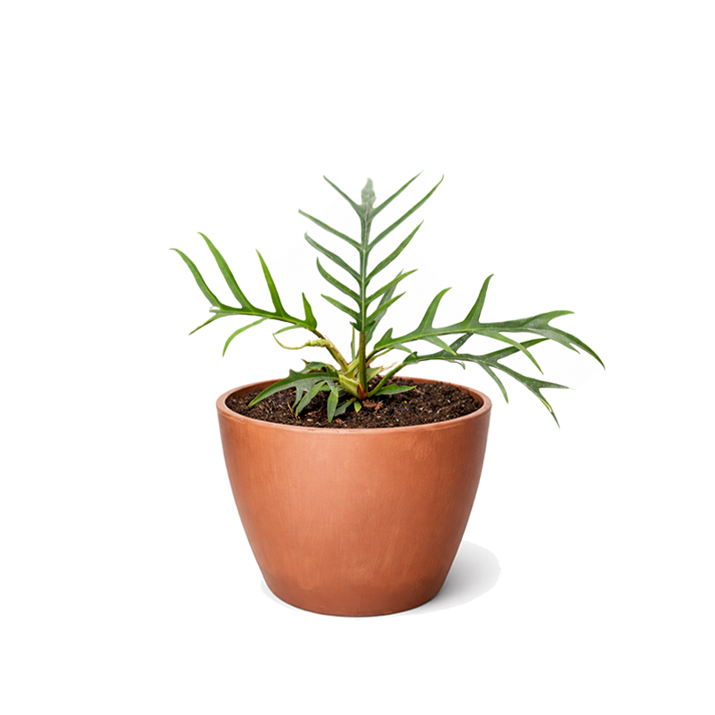 Philodendron Tortum Plant in Decorative for Sale, Rare Skeleton-Like Air Purifying Plant, Rare Philodendron varieties, Architectural indoor plants