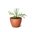 Philodendron Tortum Plant in Decorative for Sale, Rare Skeleton-Like Air Purifying Plant, Rare Philodendron varieties, Architectural indoor plants