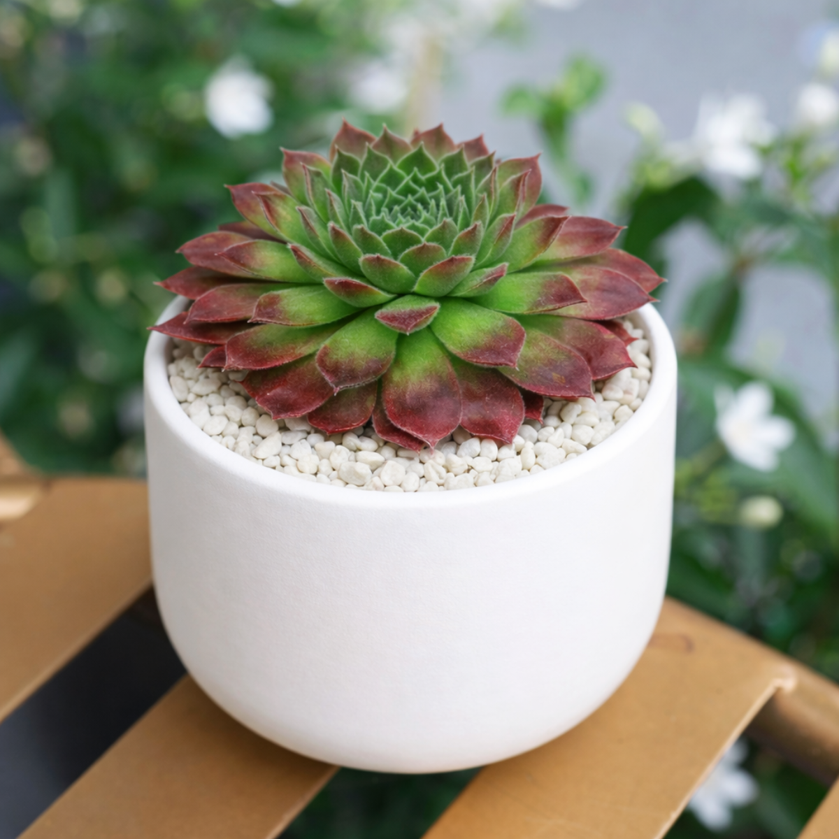 succulents that trail Sempervivum Pacific Trails