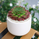 buy 2 inch sempervivum pacific trails hens and chicks online, sempervivum pacific trails colorful rosette succulent, low maintenance sempervivum for sunny gardens