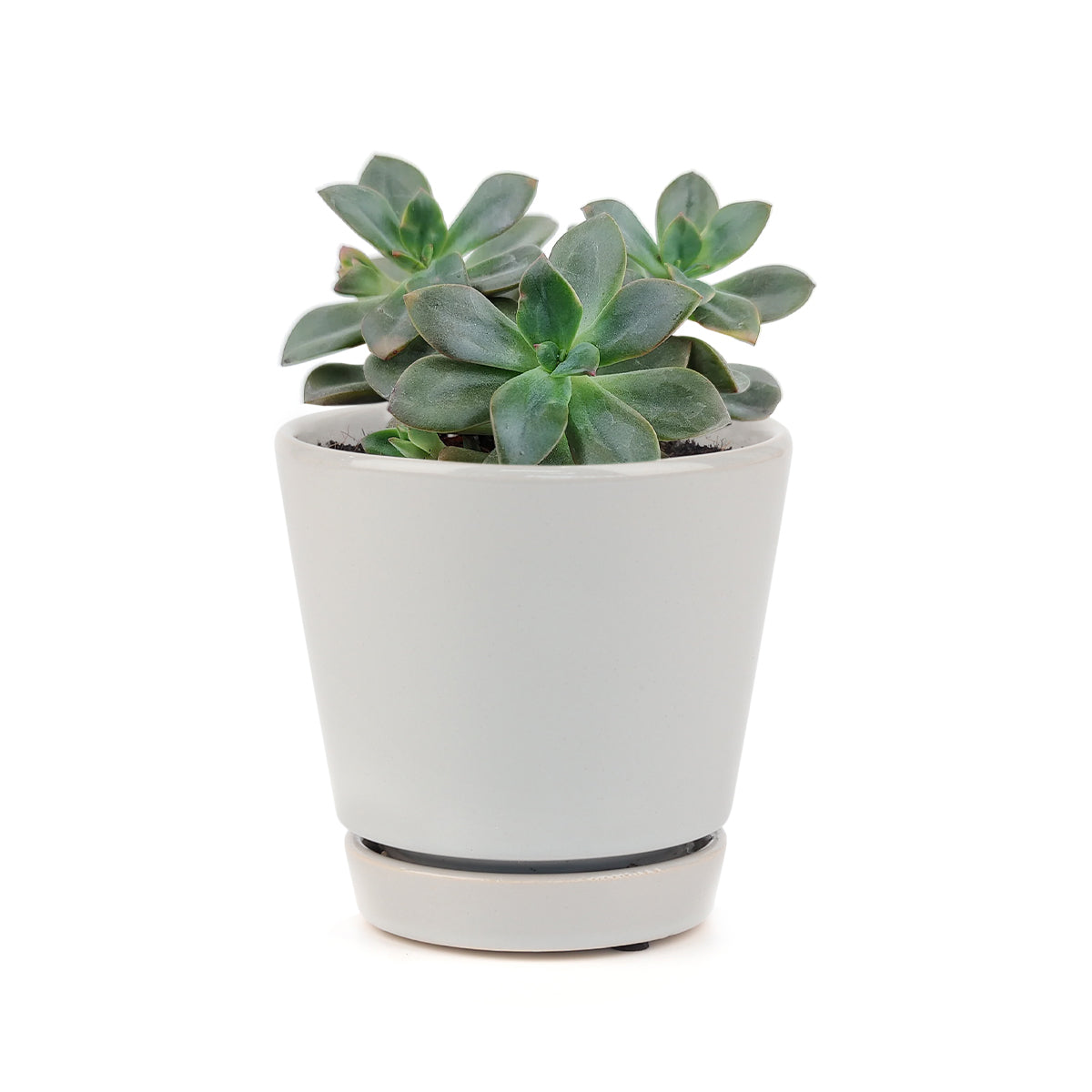 Echeveria Chroma Succulent in California, How to grow Echeveria Chroma Succulent, Echeveria for thanksgiving