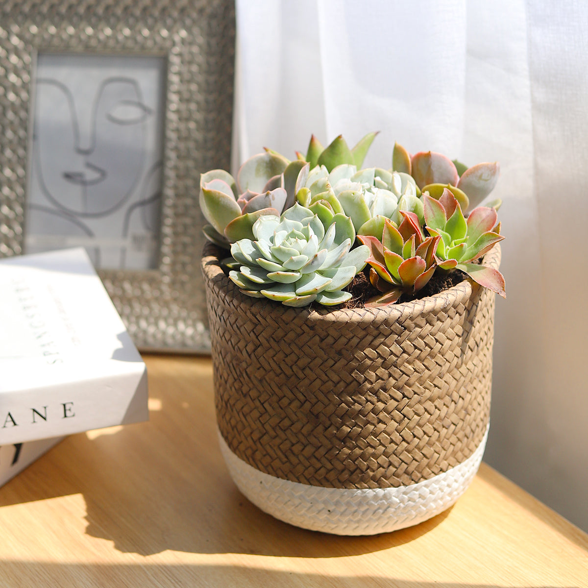 osette succulents, colorful succulents, stunning succulent arrangement for home and office decor, succulents