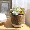 rosette succulents, colorful succulents, stunning succulent arrangement for home and office decor, random succulents in cement planters