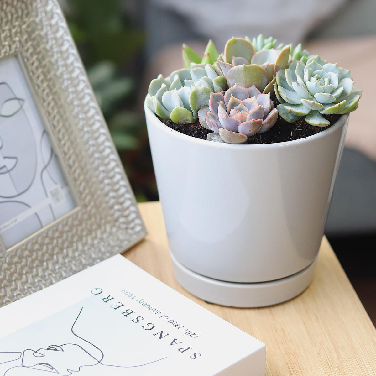 minimalist succulent Succulent Arrangement in Grey Minimalist Planter