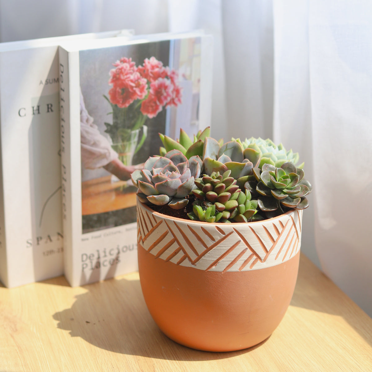 delicious succulent Succulent Arrangement in Clay-White Modern Planter