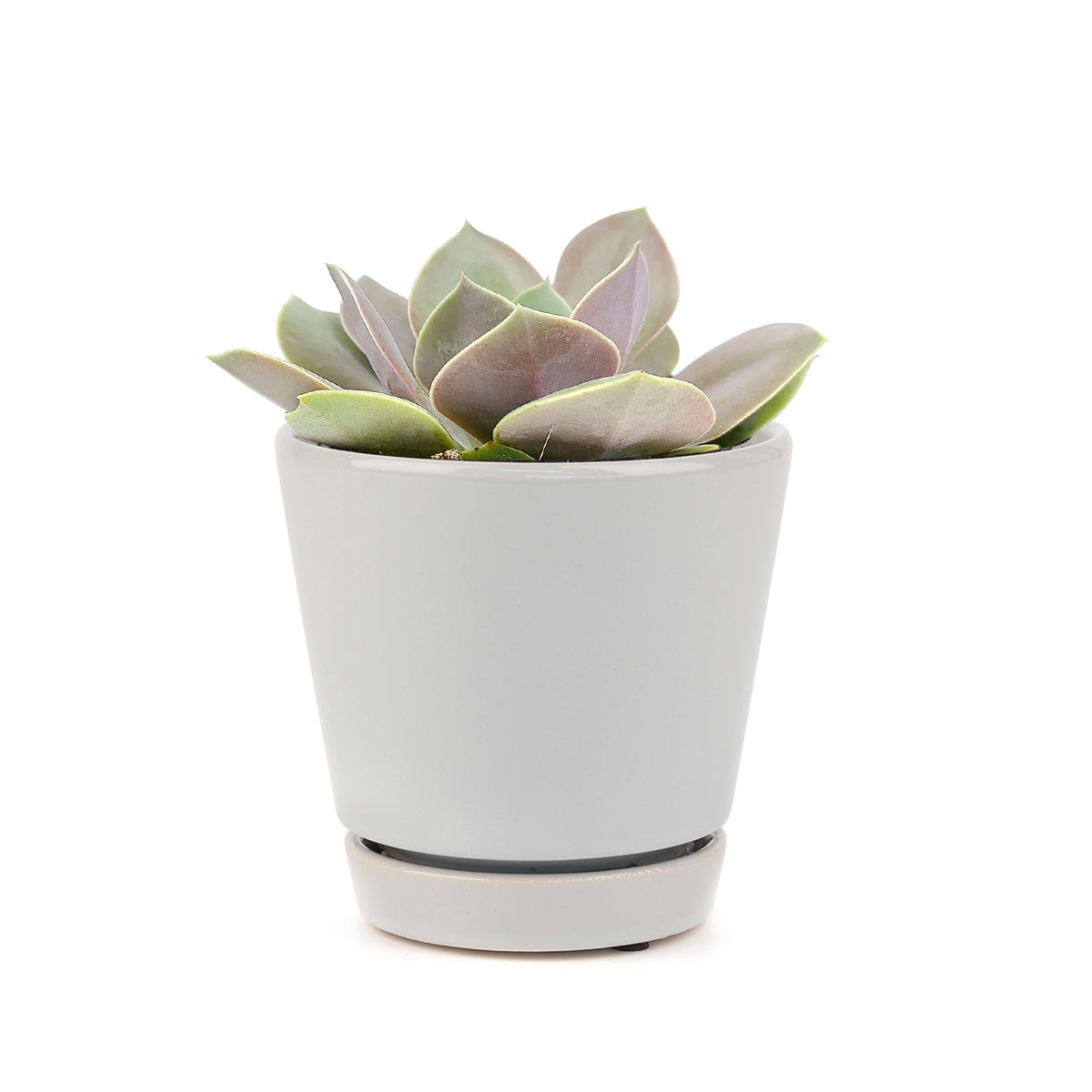 Rare succulents, succulent care, Succulents, succulents store in CA, Echeveria Compressicaulis Succulent in California, How to grow Echeveria Lolita