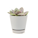 echeveria succulent, echeveria types, succulent echeveria, buy succulents online, succulent shop, succulent store, echeveria plant, indoor succulents