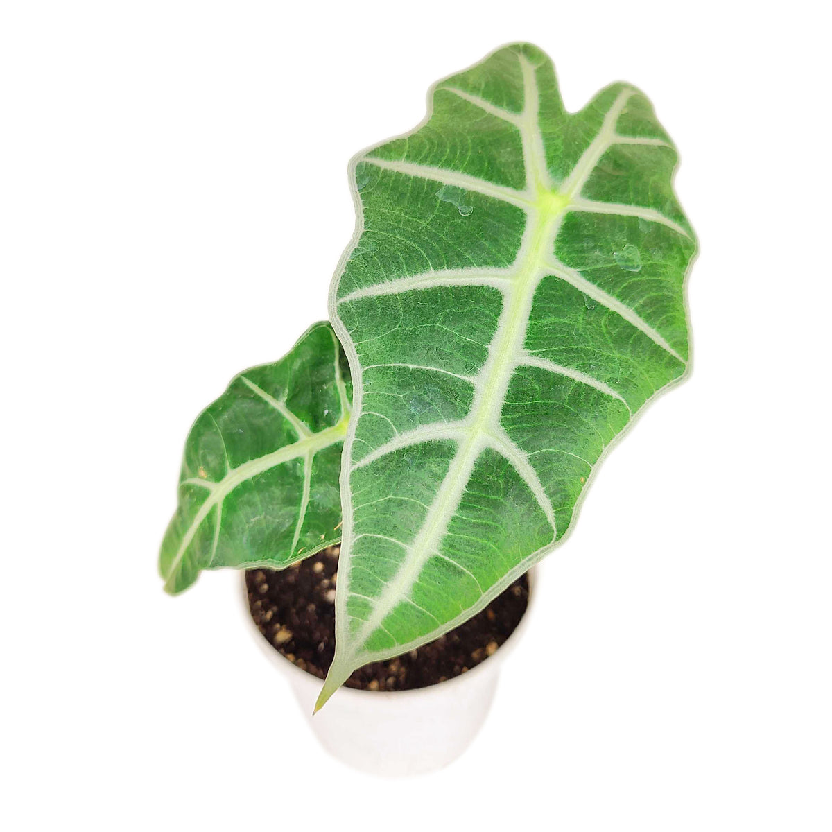 Alocasia Polly, Tropical Houseplants, Indoor Houseplants, Easy Care Houseplants, How to Care for Alocasia Polly, Colorful Foliage Houseplants