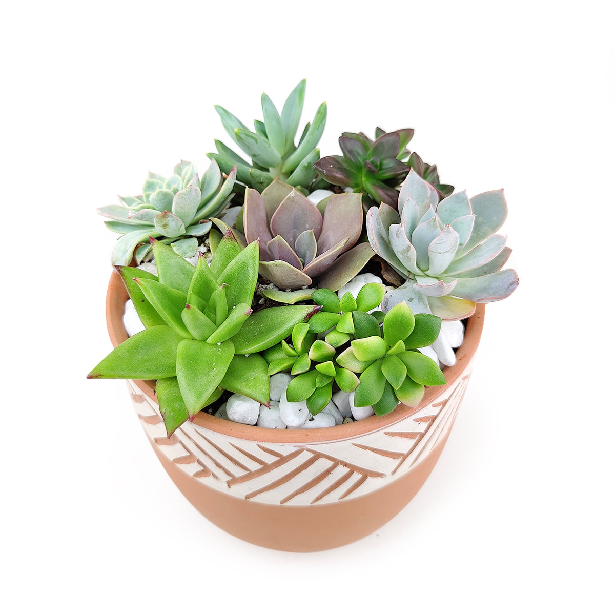 Buy succulent arrangement online, Succulent centerpieces ideas, Succulent wedding favors, Succulent Gift Ideas For Succulent Lovers