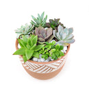 Buy succulent arrangement online, Succulent centerpieces ideas, Succulent wedding favors, Succulent Gift Ideas For Succulent Lovers