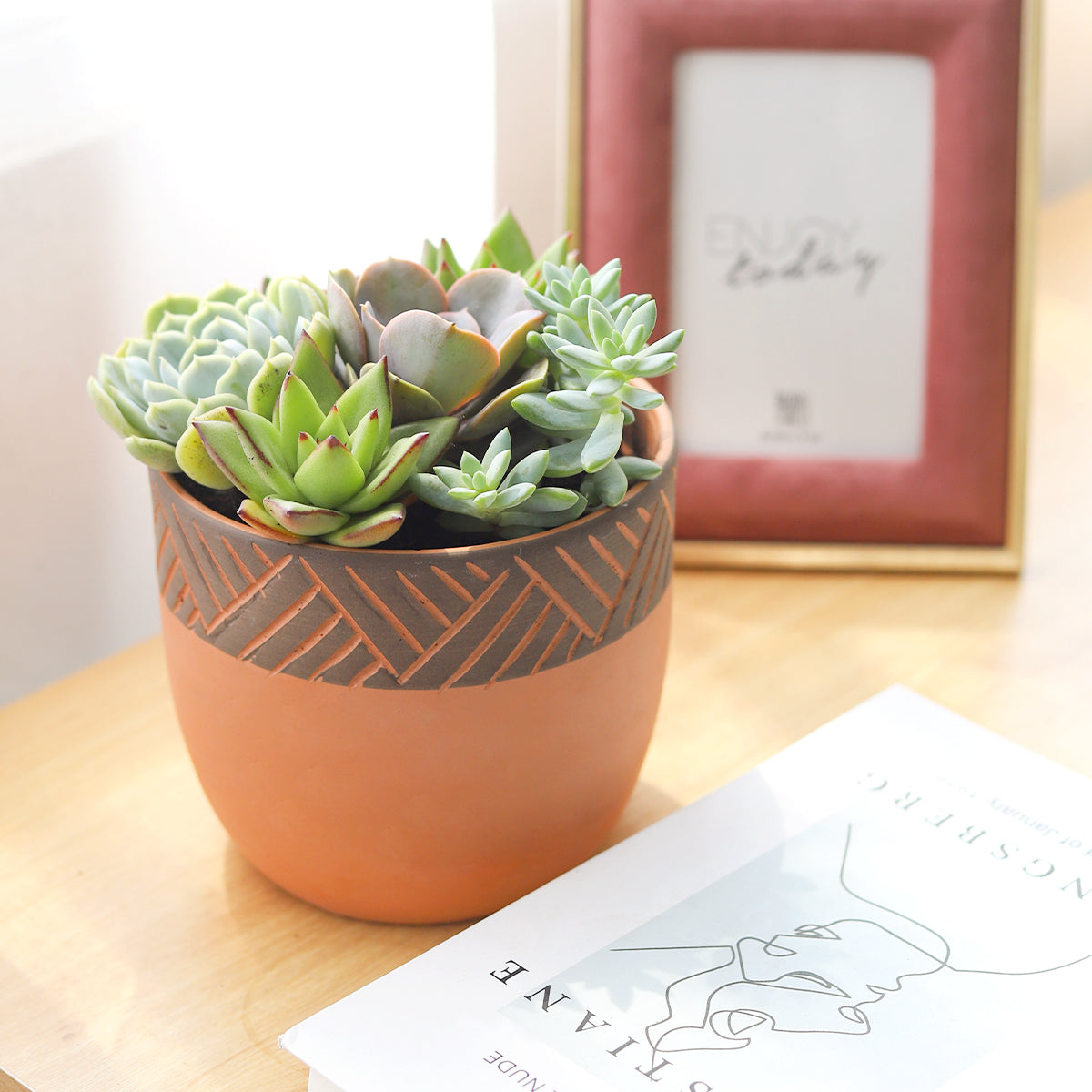 rosette succulents, colorful succulents, stunning succulent arrangement for home and office decor, succulents