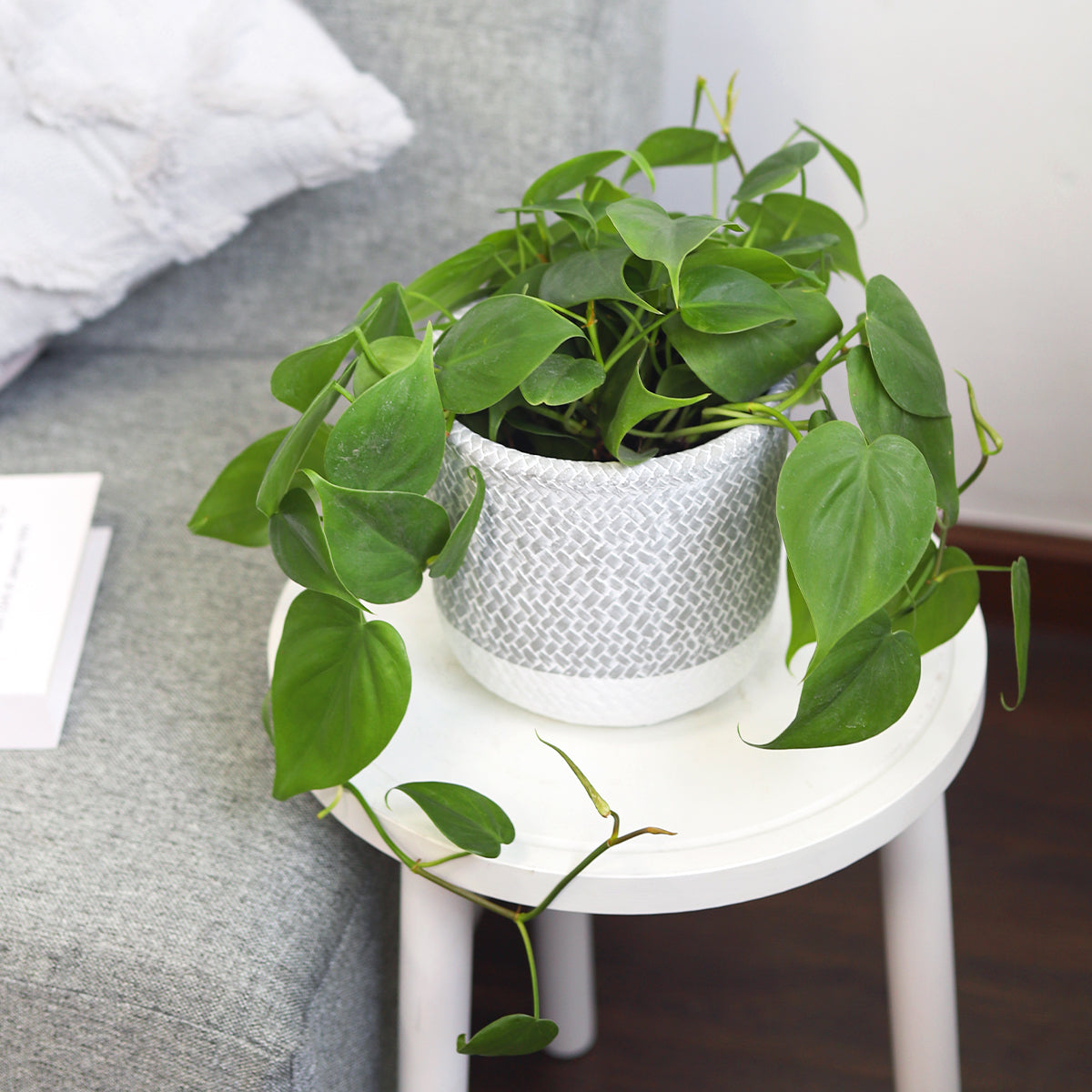 6 inch planter, houseplant pot, round cement plant pot, basket design planter, large planter for houseplants, buy houseplant pot near me, unique designed planter for indoor houseplant