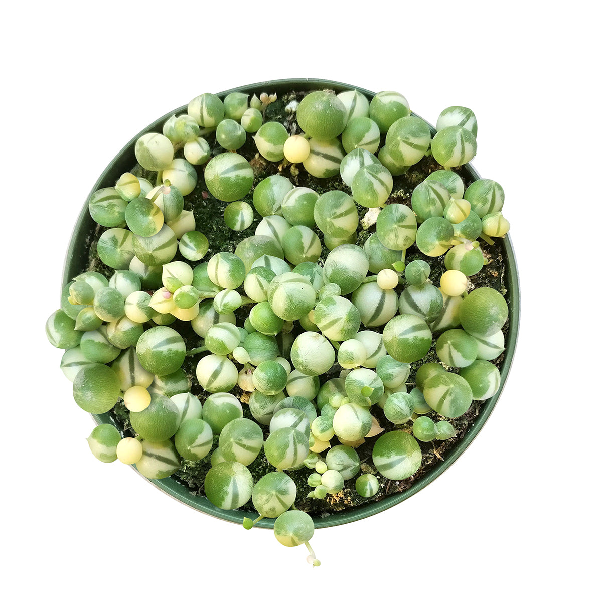 rare string succulents Buy Variegated Senecio String Of Pearls Online: Rare Hanging Succulent 4 inch / White Modern Pot by Succulents Box