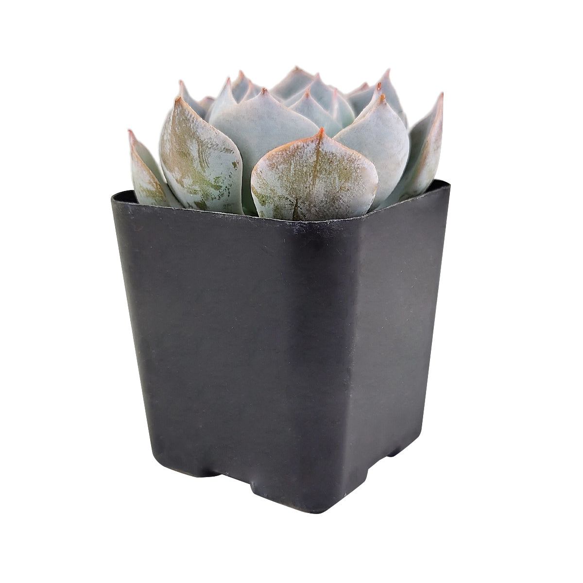 succulent thesaurus Echeveria Simulans f/ Rayones - Succulent Plant - Succulent Care Guide