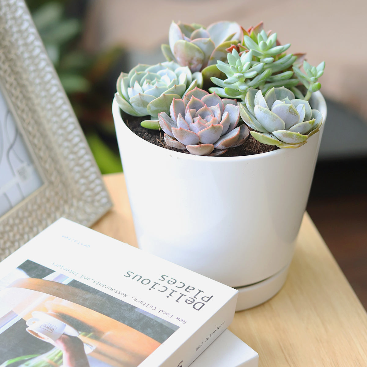 delicious succulent Succulent Arrangement in White Minimalist Planter